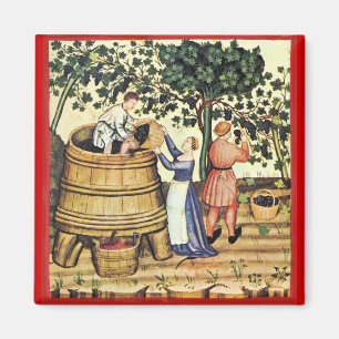 IMÁN ANTIQUE GRAPE VINEYARD HARVEST