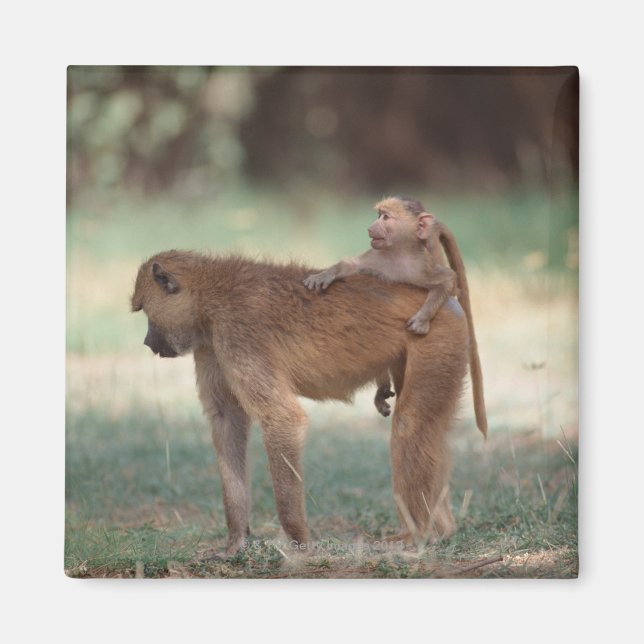 Imán Anubis Baboon (Frente)