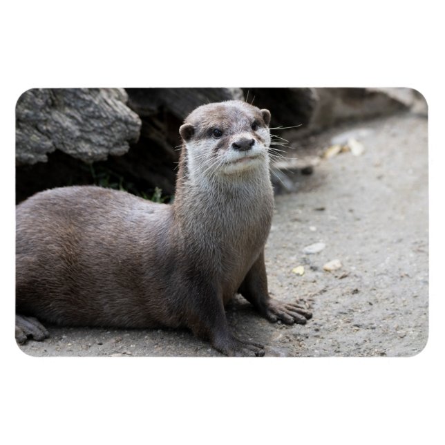 Imán Aonyx cinerea (Horizontal)