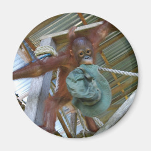 Imán Ape para verde