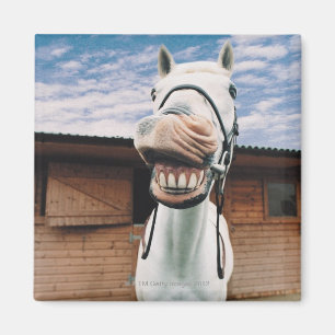 Imán Apertura de boca para acercamiento de caballos