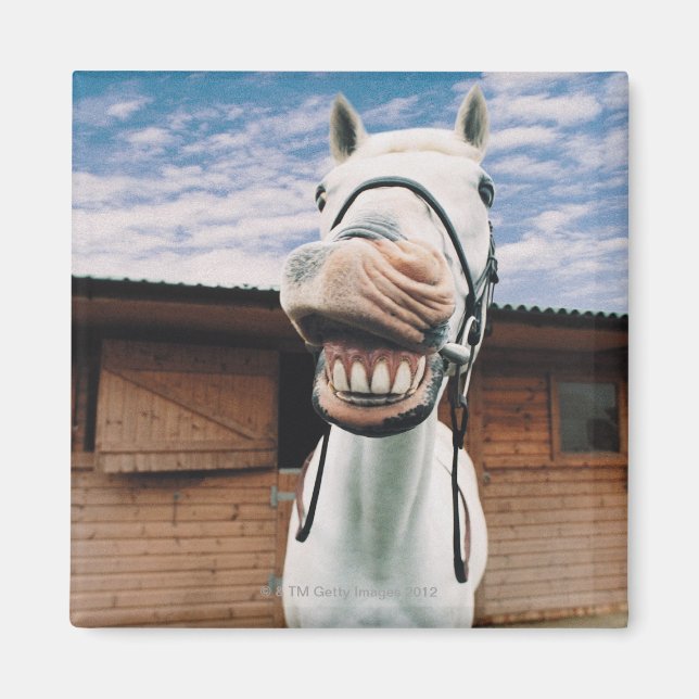 Imán Apertura de boca para acercamiento de caballos (Frente)