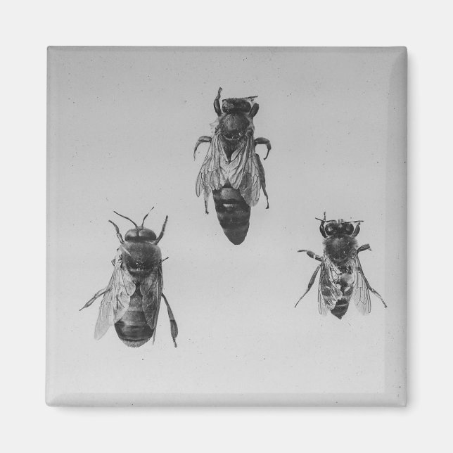 Imán Apiario de la apología de los trabajadores de los  (Frente)