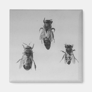 Imán Apiarist de la apicultura de trabajador del abejó