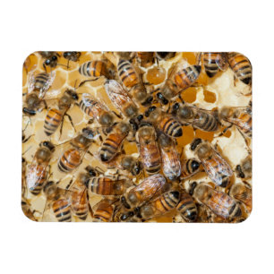 Imán Apicultura en Arlo's Honey Farm
