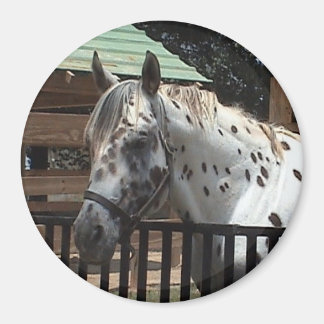 Imán Appaloosa Magnet