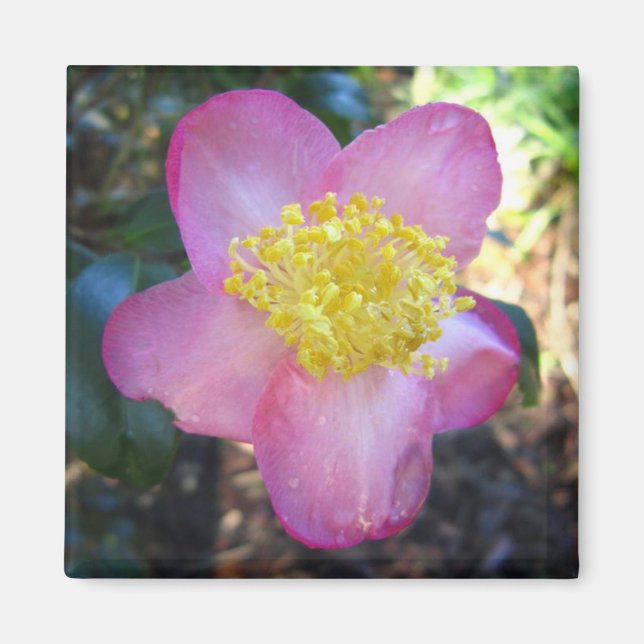 Imán Apple Blossom Camelia Photo Square Magnet (Frente)