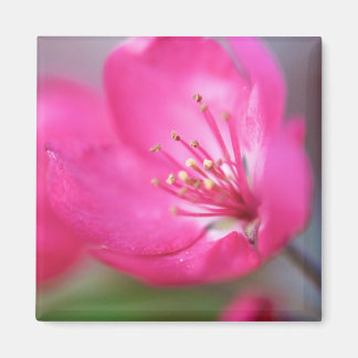 Imán Apple Blossom Magnet