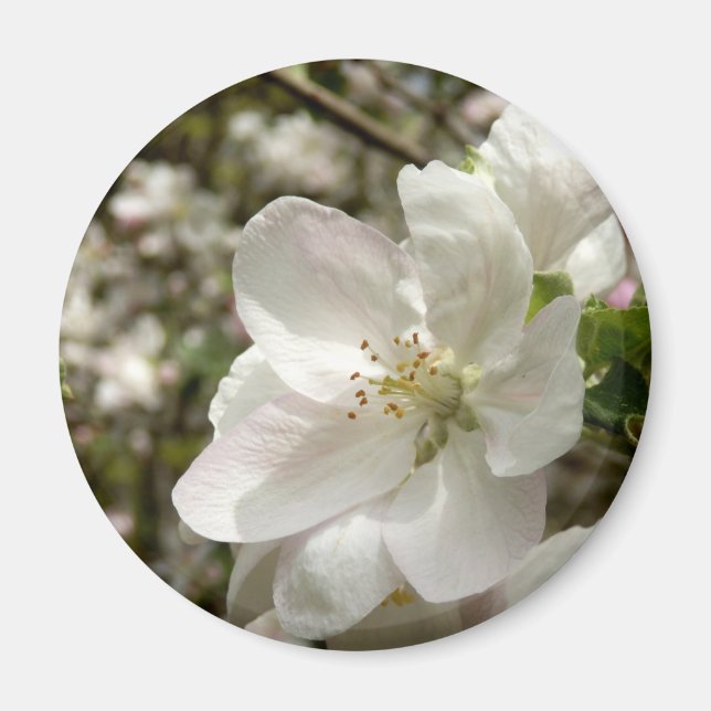 Imán Apple Blossom Magnet (Frente)