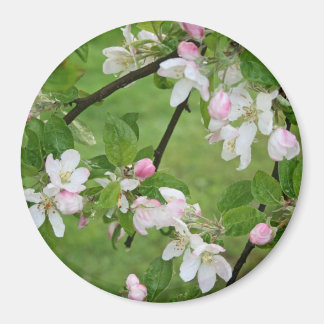 Imán Apple Blossoms Magnet