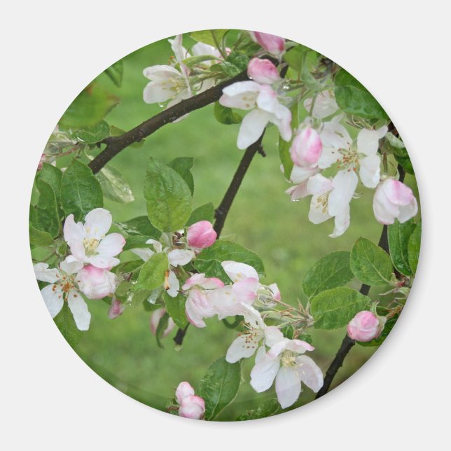 Imán Apple Blossoms Magnet (Frente)