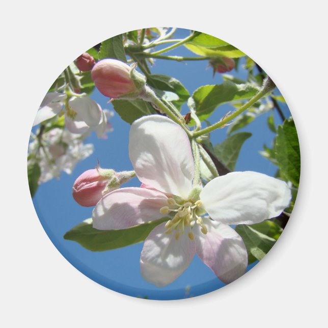 Imán APPLE BLOSSOMS MAGNETS Pink Blossoms Apple (Frente)