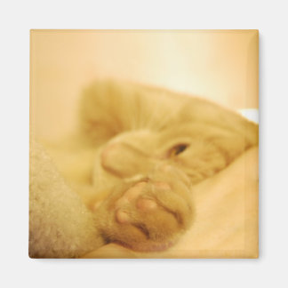 Imán apresuramiento