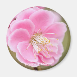 Imán Apricot japonés [Circle Magnet]