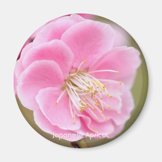 Imán Apricot japonés [Circle Magnet] (Frente)