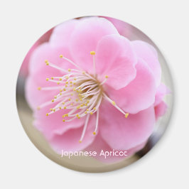 Imán Apricot japonés [Circle Magnet]