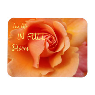 Imán Apricot Rosa Flower Close Photo