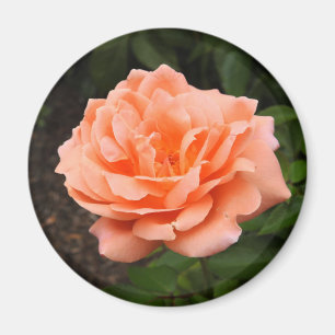 Imán Apricot Rosa Magnet