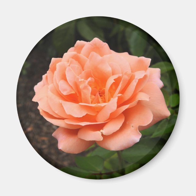 Imán Apricot Rosa Magnet (Frente)