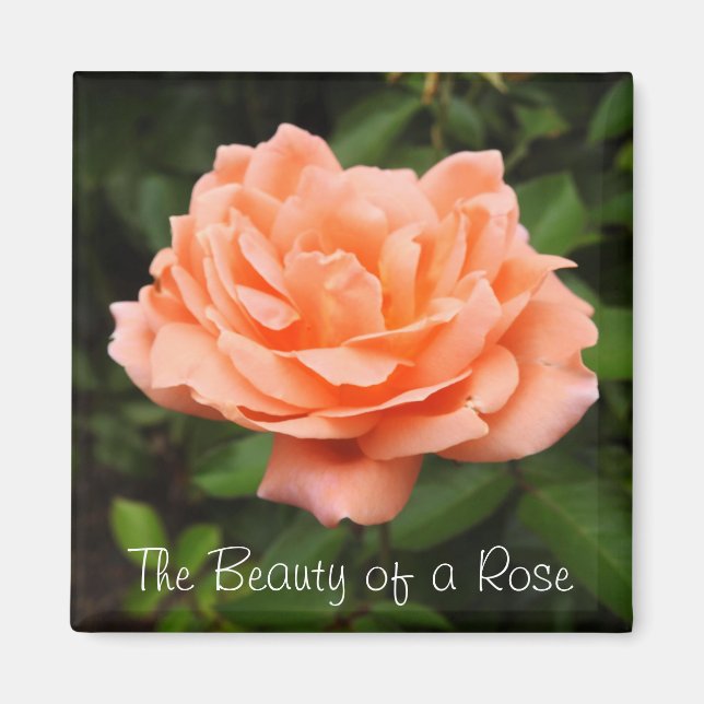 Imán Apricot Rosa Magnet (Frente)