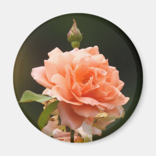 Imán Apricot Rosa Magnet