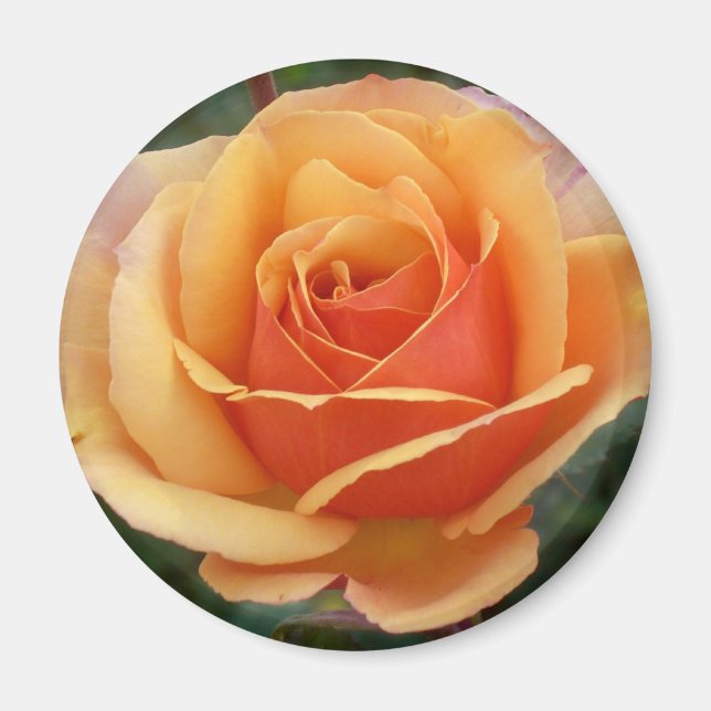Imán Apricot Rosa Magnet (Frente)