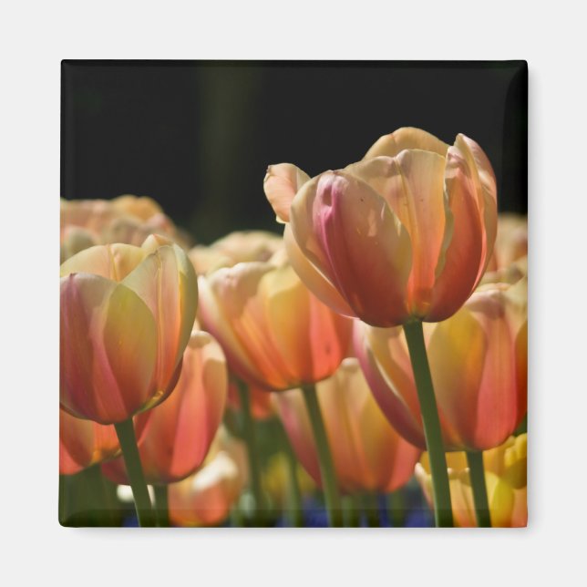 Imán Apricot Tulip Magnet (Frente)