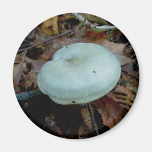 Imán Aqua Mushroom Magnet