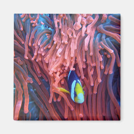 Imán Aquatic Nautical Photos Marine Animal Photography