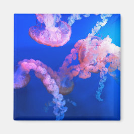 Imán Aquatic Nautical Photos Marine Animal Photography