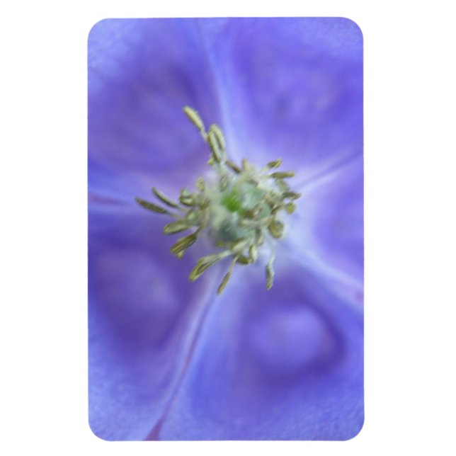 Imán Aquilegia Flower Premium Magnet (Vertical)