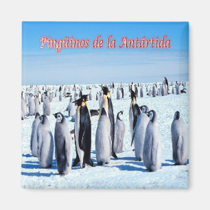 Imán AR - Argentina - Pingüinos en la Antártida