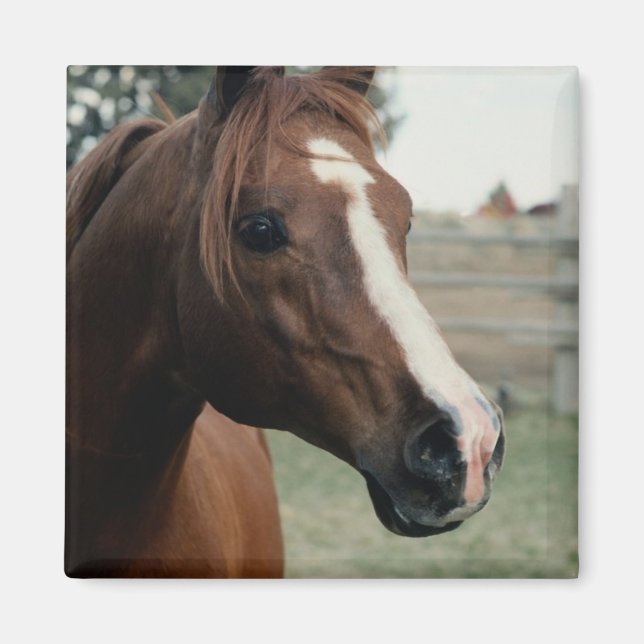 Imán Árabe en Pasture (Frente)