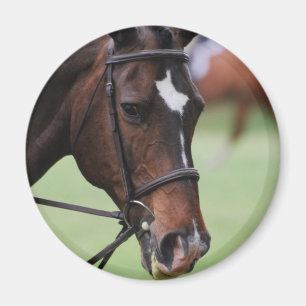 Imán árabe lindo del caballo