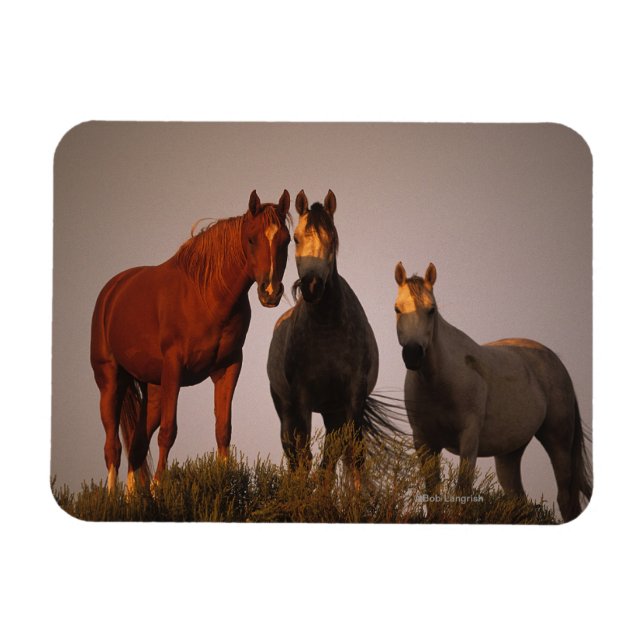 Imán Árabes al atardecer (Horizontal)