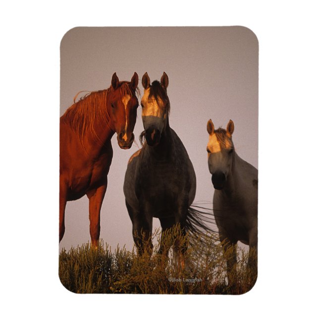 Imán Árabes al atardecer (Vertical)