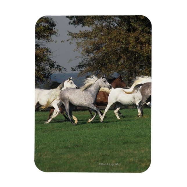 Imán Árabes corriendo en campo (Vertical)