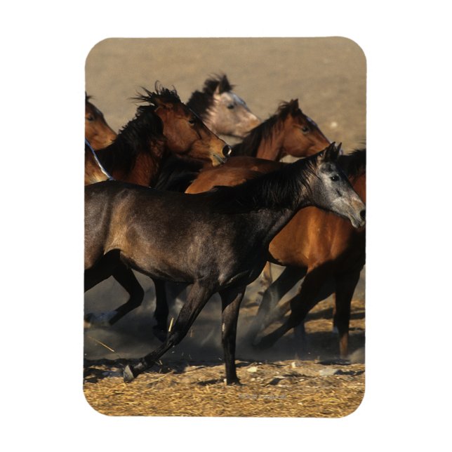 Imán Árabes corriendo en el desierto (Vertical)