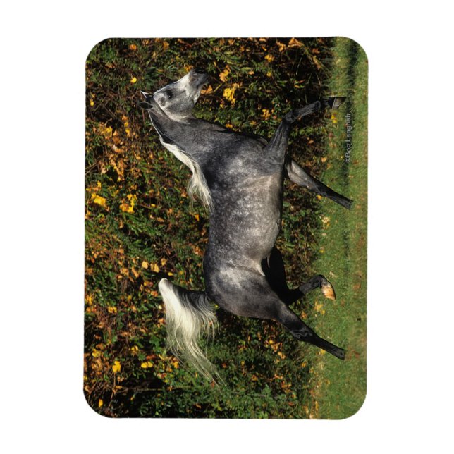Imán Árabes corriendo: Otoño (Vertical)
