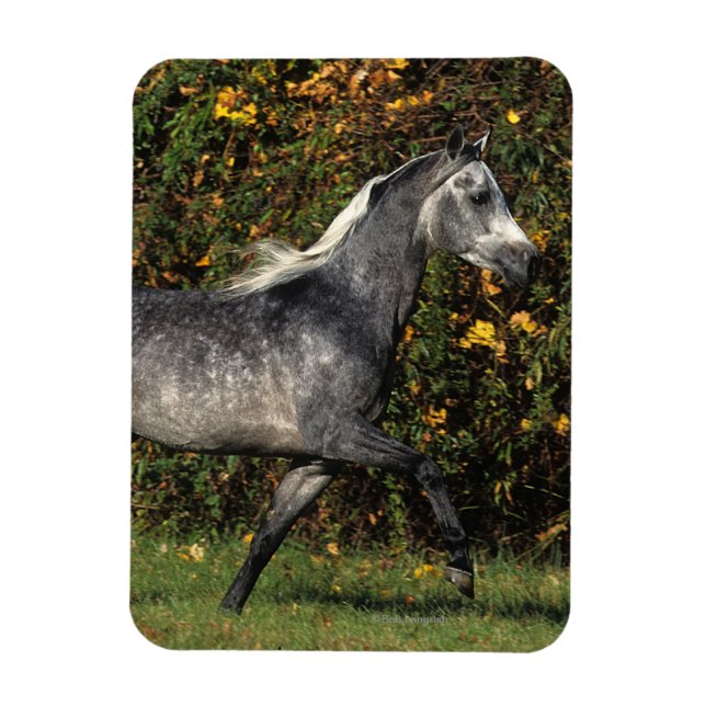 Imán Árabes corriendo: Otoño (Vertical)