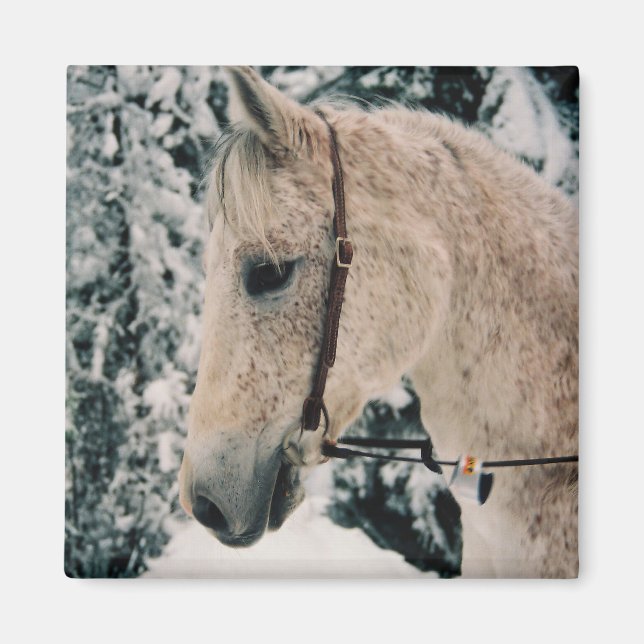 Imán Arabian Mix Magnet (Frente)