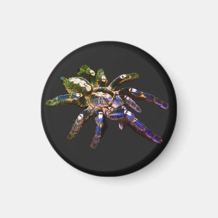Imán Araña azul/roja/naranja/negra de Tarantula
