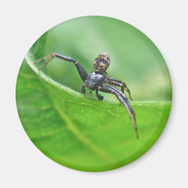 Imán Araña cangrejo en elementos de coordinación de alg (Frente)