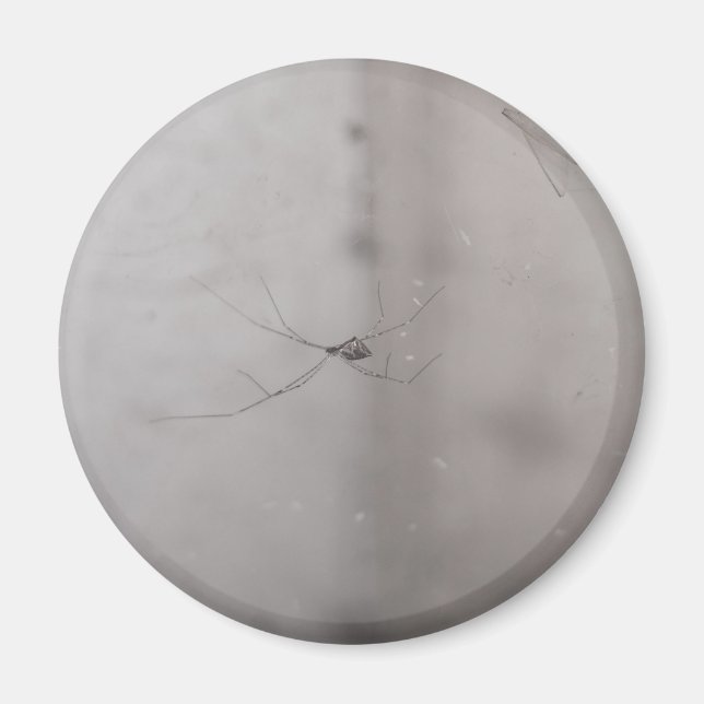 Imán araña de cava cosmopolita (Frente)