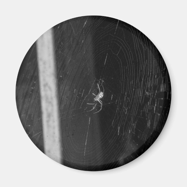 Imán Araña de sótano (Frente)
