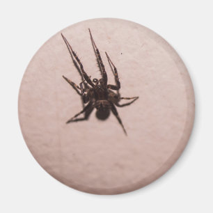 Imán Araña lobo