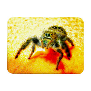 Imán Araña saltadora de Texas