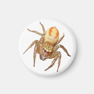 Imán Araña saltarina dimórfica (Maevia inclemens)