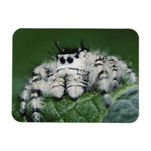 Imán Araña Saltarina Metaphid
