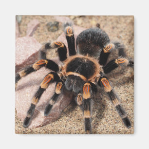 Imán Araña Tarantula de rodilla roja mexicana